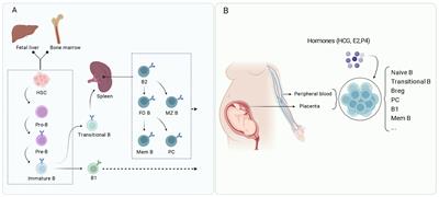 B cells: roles in physiology and pathology of pregnancy